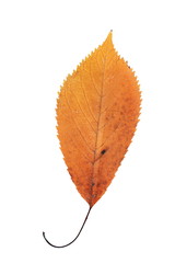 beautiful orange cherry autumn leaf
