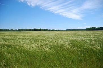 Green barley field in summer wind
