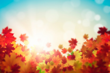 Obraz na płótnie Canvas Autumn leaves