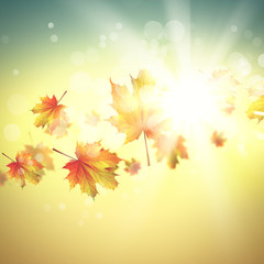 Autumn leaves