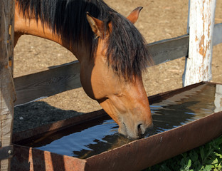 Fototapeta premium Vyatka Horse foal drinking from trough