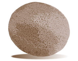 Persian Melon