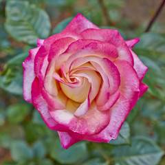 colorful rose flower closeup