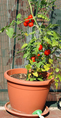 tomato plant grown in a pot in the garden on the terrace