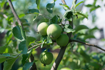 Green apples on an apple-tree branch