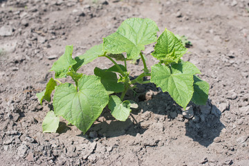 Bee in the flower of cucumber