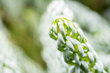 Korean Pine (Pinus Koraiensis) Close Up