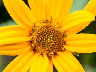 Yellow Daisy Flower Top View Macro