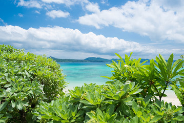 Fototapeta na wymiar Las Plaża w morzu 21 wieku Okinawa