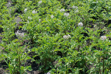 Obraz premium A white flower