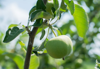 Green apples on an apple-tree branch