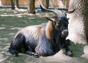 Fototapeta premium Big Horn Sheep Ovis canadensis portrait