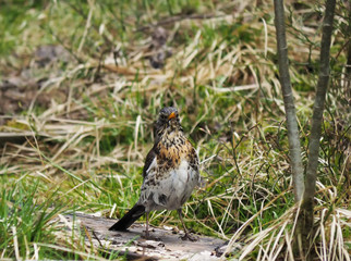 thrush