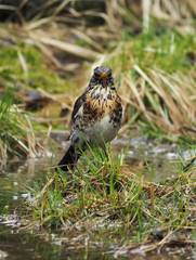 thrush