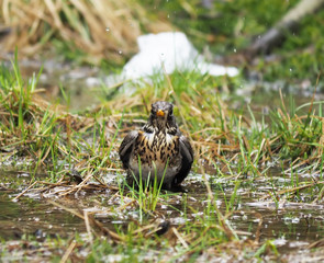 thrush
