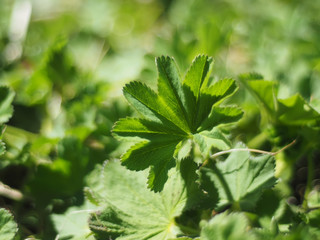 Alchemilla vulgaris