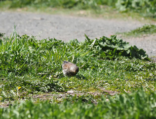 thrush