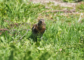 thrush