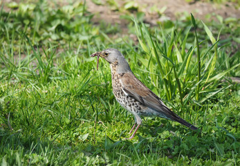 Fototapeta premium thrush