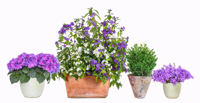 Different flower pots