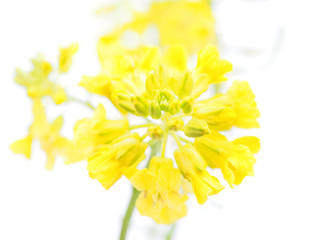 winter cress on white background