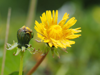 yellow dandelion © enskanto