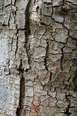 texture of fracture on the tree bark.