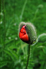 klatschmohn  knospe
