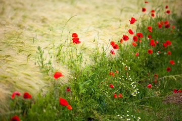 Fototapeta premium Kornfeld