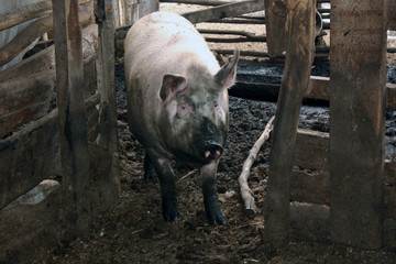 Свинья в загоне