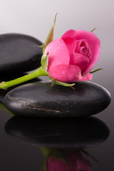 Spa stone and rose flowers still life. Healthcare concept.