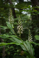 アオノクマタケラン