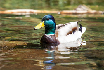 Fototapeta premium Wild duck on tarn Vrbicke pleso, Slovakia