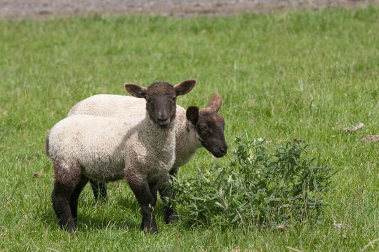 Black faced lambs chewing a thistle