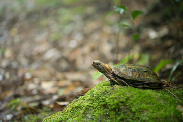 リュウキュウヤマガメ