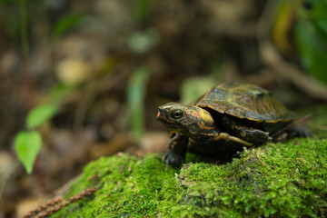 Obraz premium リュウキュウヤマガメ