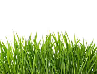 Green grass isolated on white background.