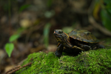 リュウキュウヤマガメ