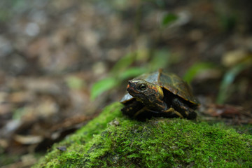 リュウキュウヤマガメ