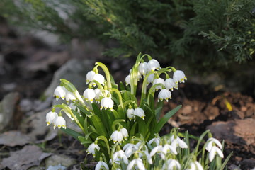 подснежники