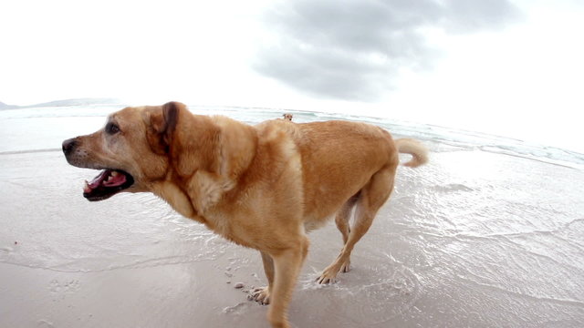 Dog is playing at the beach