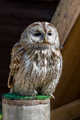 süßer, kleiner Waldkauz