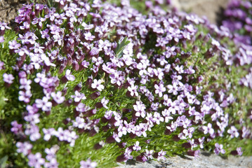 Obraz na płótnie Canvas small purple flowers