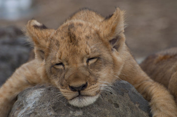 Lion cub lionceau