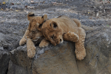 Naklejka premium lion cub lionceaux