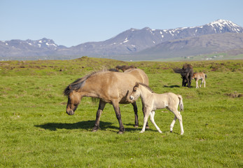 Brown horse with a foal on a green field