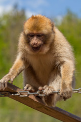 Naklejka premium Frecher Berberaffe