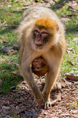 Berberaffenmutter mit Baby