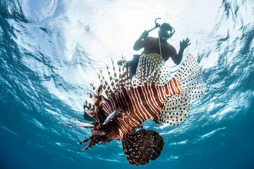 Speared Lionfish