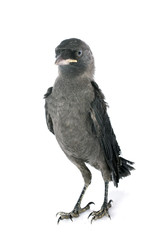 Western jackdaw